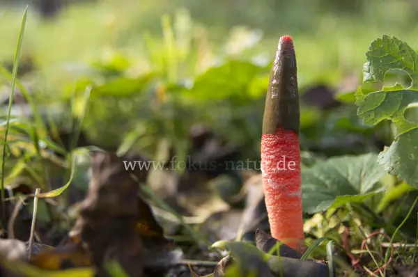 Fokus-Natur Bild