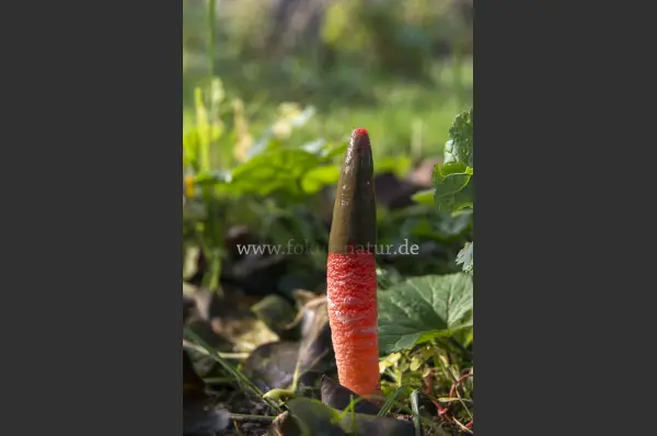 Fokus-Natur Bild