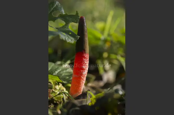 Fokus-Natur Bild