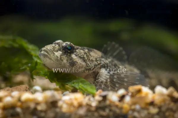 Fokus-Natur Bild