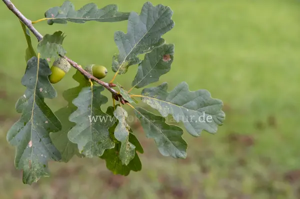 Fokus-Natur Bild