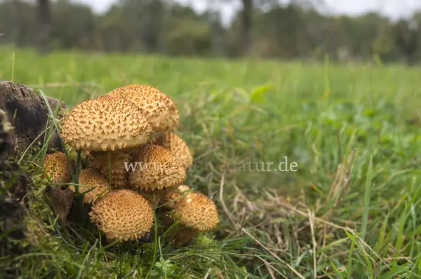 Fokus-Natur Bild