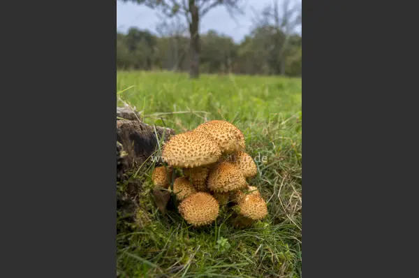 Fokus-Natur Bild