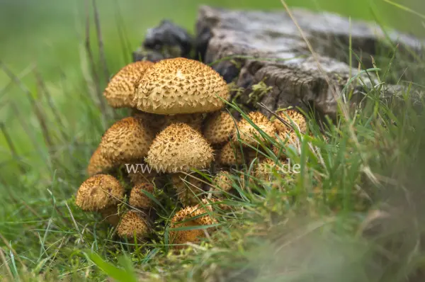 Fokus-Natur Bild