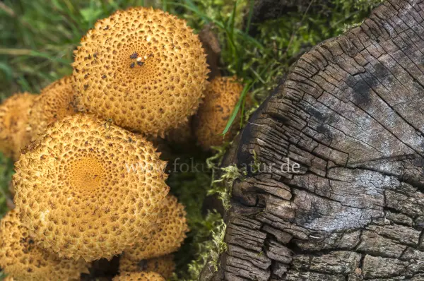 Fokus-Natur Bild