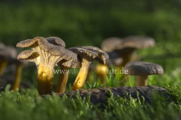 Fokus-Natur Bild