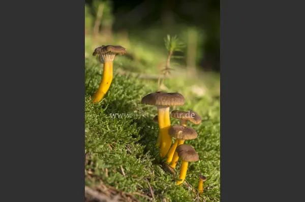 Fokus-Natur Bild