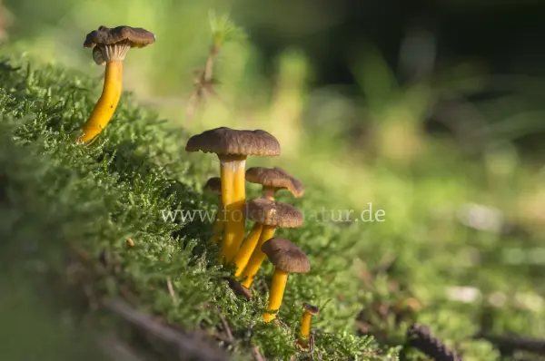 Fokus-Natur Bild