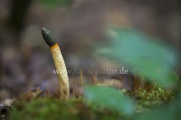 Fokus-Natur Bild