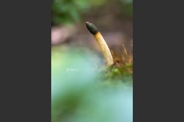 Fokus-Natur Bild