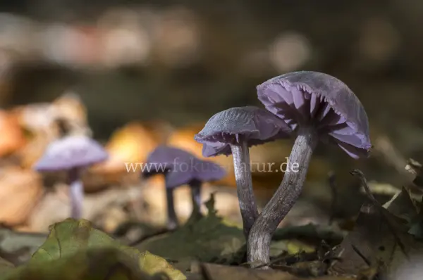 Fokus-Natur Bild