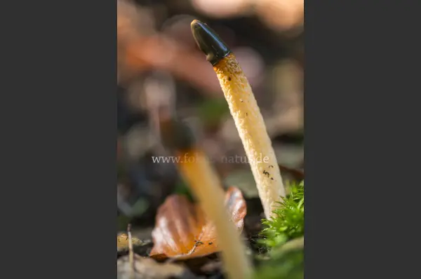 Fokus-Natur Bild