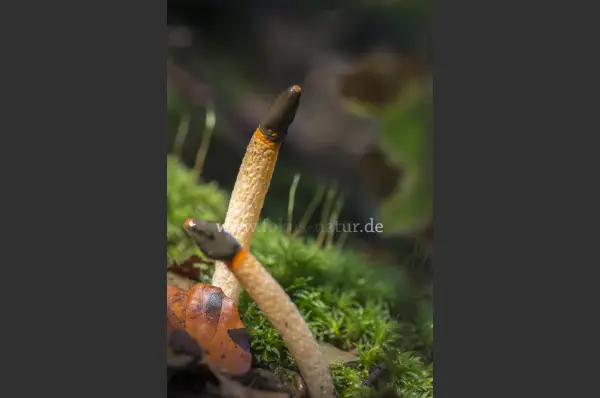 Fokus-Natur Bild