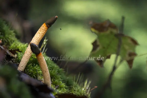 Fokus-Natur Bild