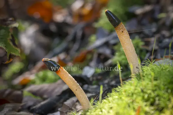 Fokus-Natur Bild