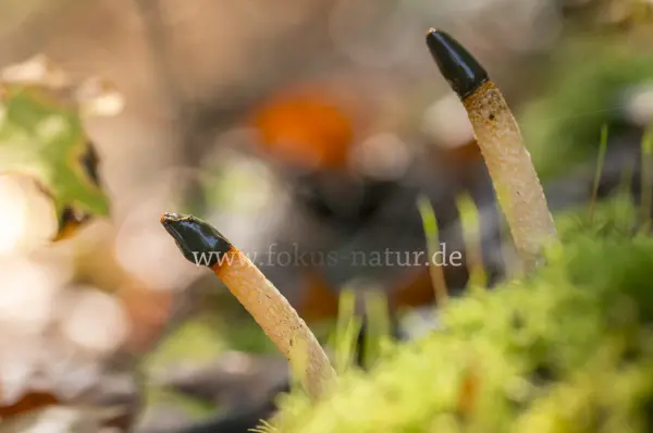 Fokus-Natur Bild