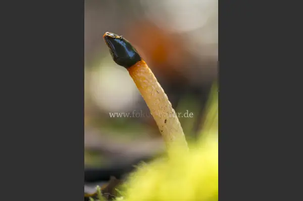 Fokus-Natur Bild