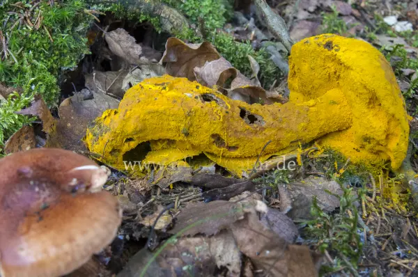 Fokus-Natur Bild
