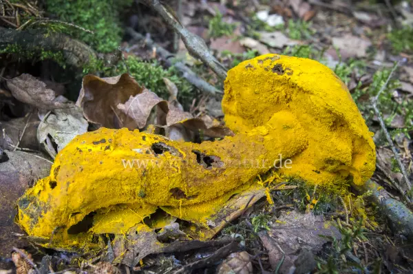 Fokus-Natur Bild