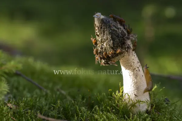 Fokus-Natur Bild