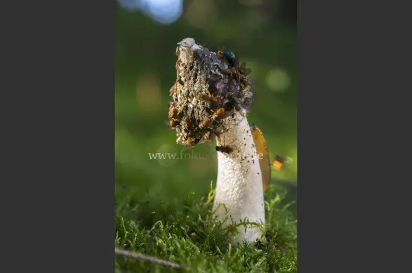 Fokus-Natur Bild