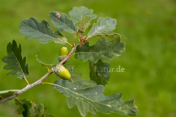 Fokus-Natur Bild
