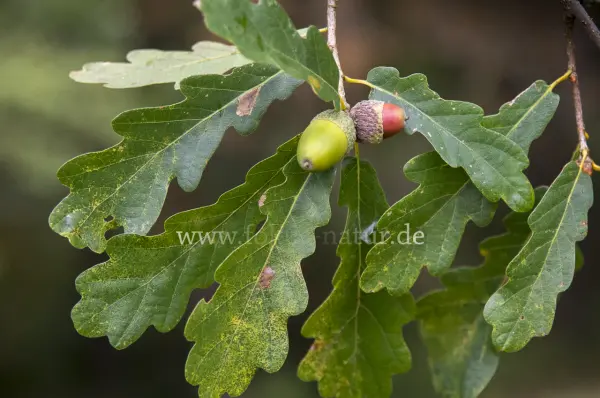 Fokus-Natur Bild