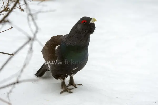 Fokus-Natur Bild