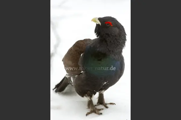 Fokus-Natur Bild