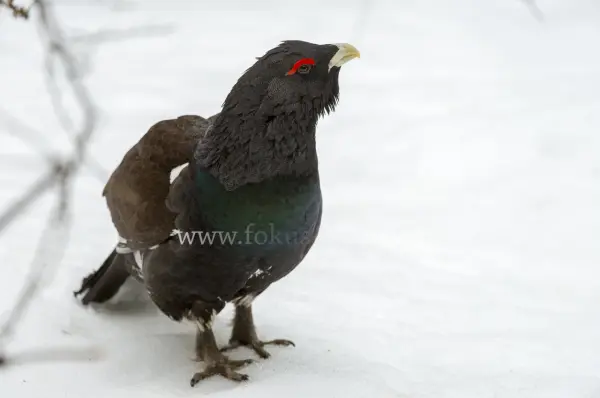 Fokus-Natur Bild