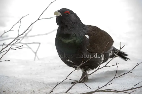 Fokus-Natur Bild