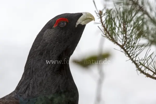Fokus-Natur Bild