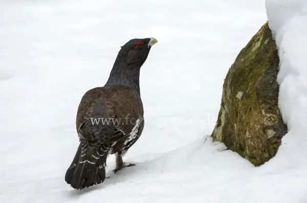 Fokus-Natur Bild