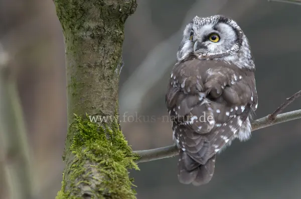Fokus-Natur Bild
