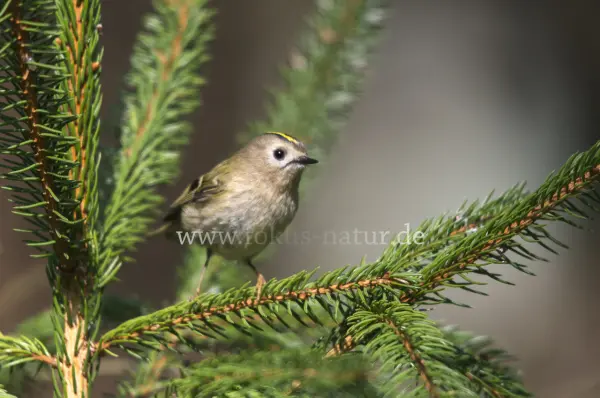Fokus-Natur Bild
