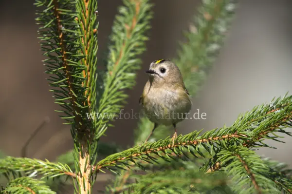 Fokus-Natur Bild