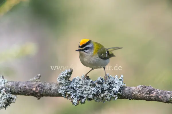 Fokus-Natur Bild