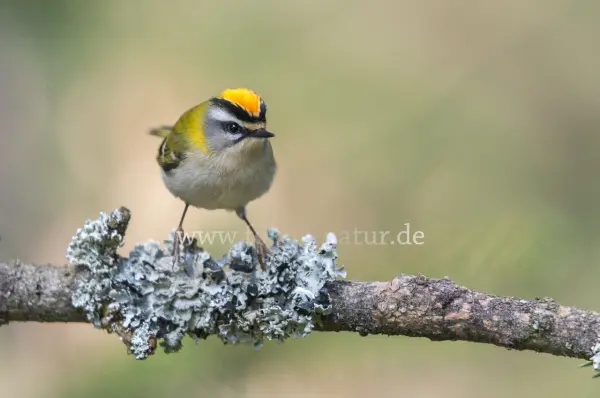 Fokus-Natur Bild