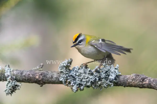 Fokus-Natur Bild