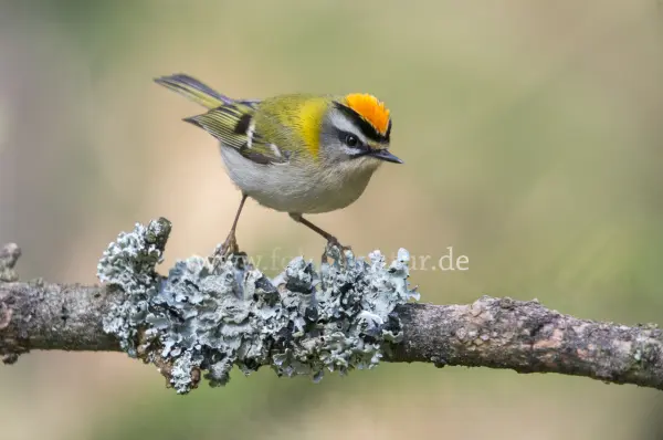 Fokus-Natur Bild