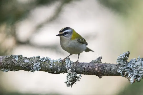Fokus-Natur Bild