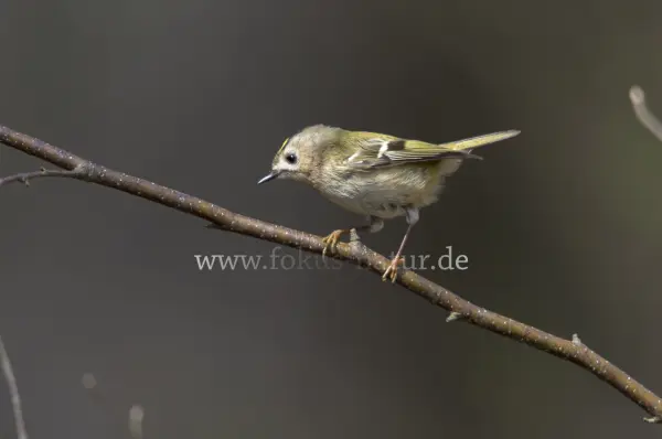 Fokus-Natur Bild