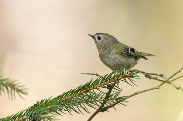 Fokus-Natur Bild