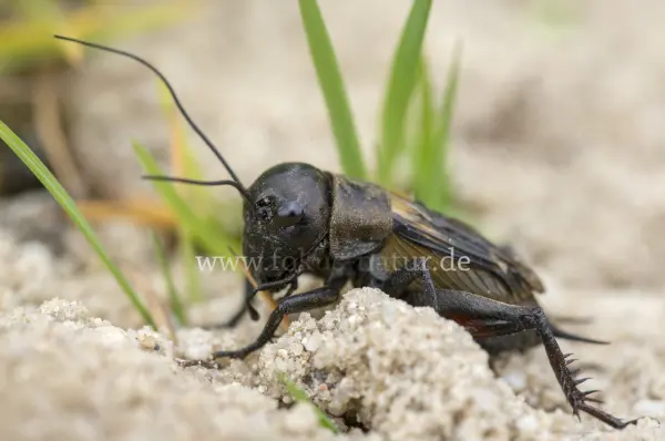 Fokus-Natur Bild