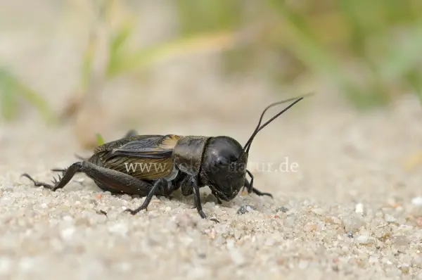 Fokus-Natur Bild