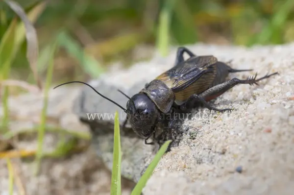Fokus-Natur Bild