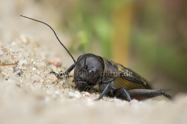 Fokus-Natur Bild