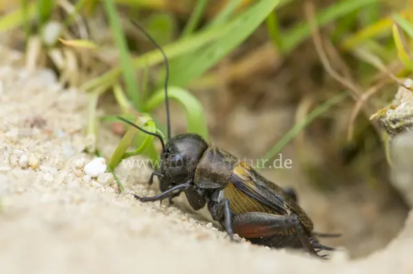 Fokus-Natur Bild