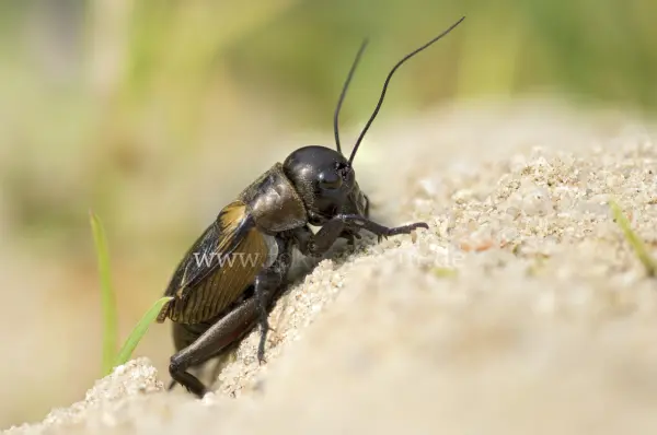 Fokus-Natur Bild