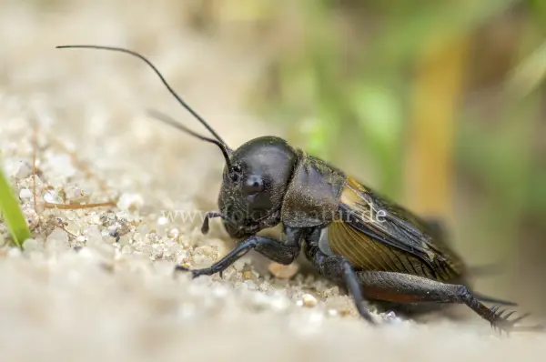 Fokus-Natur Bild